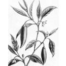 Black Turmeric