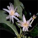 Star-anise